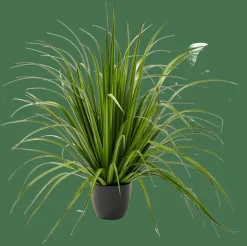 ALLIUM Hierba Ornamental Verde|CASA