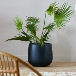 ARECA Palmera Verde|CASA New