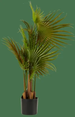 ARECA Palmera Verde|CASA New