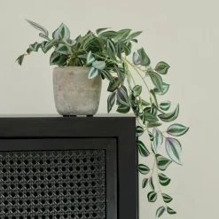 CALATHEA Planta Colgante Gris, Verde, Morado|CASA Best