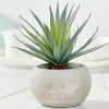 CEMENT Planta Crasa Art En Tarro Gris|CASA New