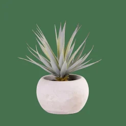 CEMENT Planta Crasa Art En Tarro Gris|CASA New