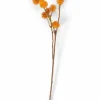 DANDIL Tallo Naranja|CASA Discount
