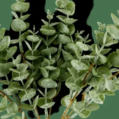 EUCALYPTUS Rama De Eucalipto Verde|CASA Outlet