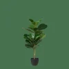 FIGI Negro, Verde Oscuro|CASA Hot