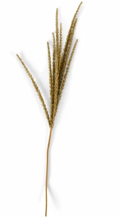 GOLDENROD Tallo Blanco|CASA
