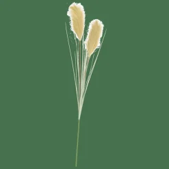 GRASS Panícula De Carrizo Verde|CASA Best
