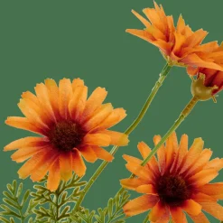 INDI Naranja|CASA Clearance