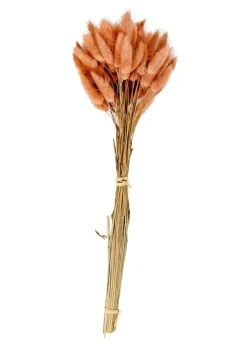 LAGURUS Cola De Liebre Natural|CASA Clearance