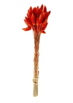 LAGURUS Cola De Liebre Rojo|CASA Online