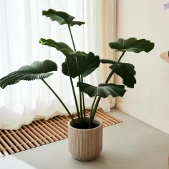 LOTUS Planta Verde|CASA Discount