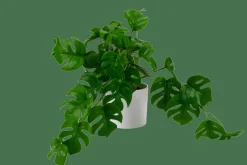 MONSTERA Planta Varios Colores, Blanco, Verde|CASA Sale