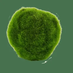 MOSS Bola De Musgo Verde|CASA Discount