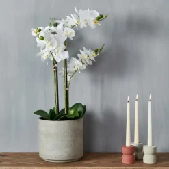 ORCHID Orquídea En Maceta Blanco|CASA Best