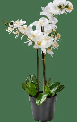 ORCHID Orquídea En Maceta Blanco|CASA Best