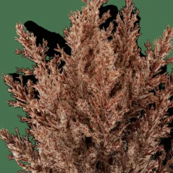 PLUME Tallo De Pluma Marrón|CASA Hot
