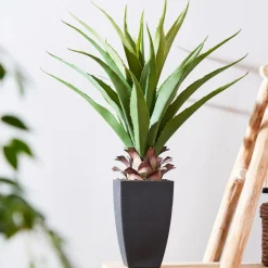 VERA Planta Aloë Vera Verde|CASA Outlet